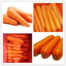 2015 Carrot frais de Shandong en Chine